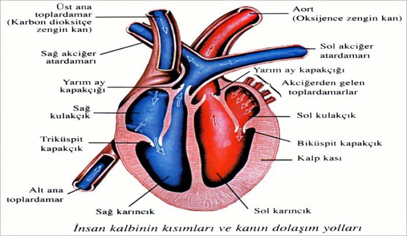 Kalp ve beyinin düşmanı: Hipertansiyon